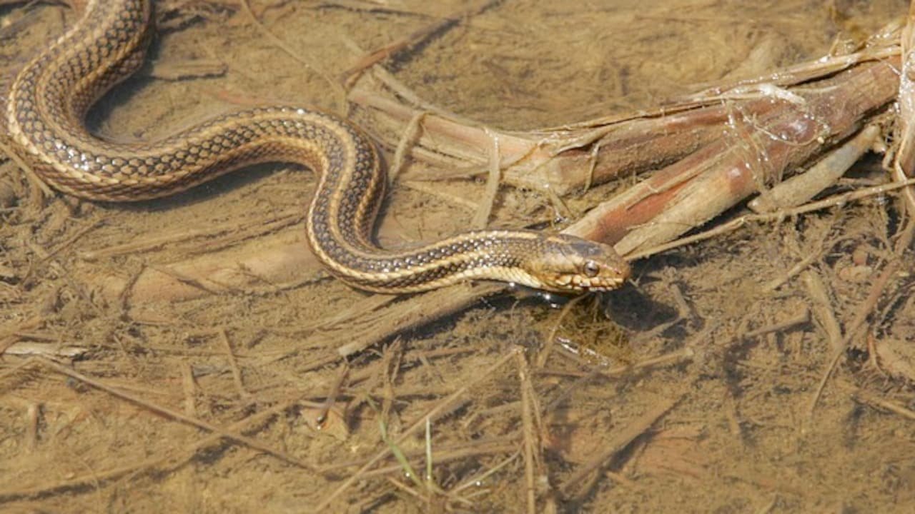 Snake Causes Panic At Ticket Counter Of Thane's Dombivli Railway Station