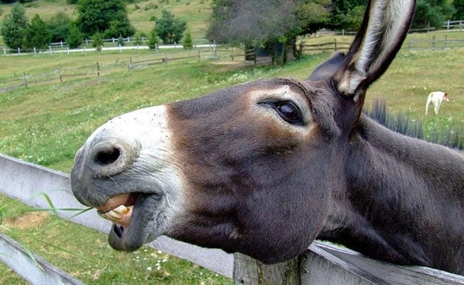 Donkeys Fed Gulab Jamun In Bhopal As Part Of 'Ritual' To Bring Rain