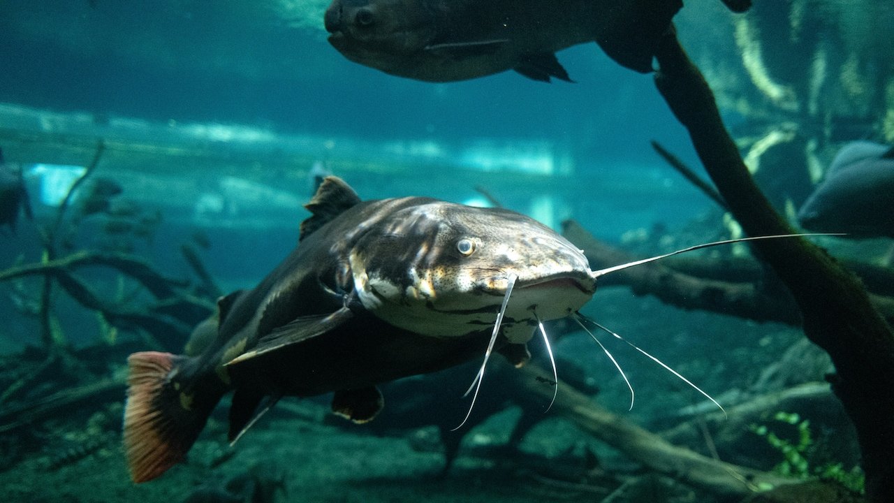 India Joins WTO Agreement On Fisheries Subsidies Prohibiting Support To Illegal Overfishing
