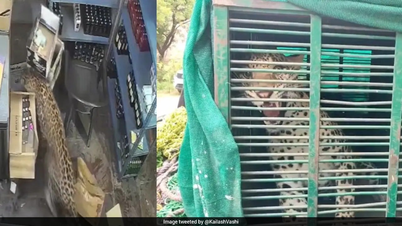 Leopard Wanders Into Liquor Store In Rajasthan Town, Injures 3 Before 5-Hour Rescue Operation