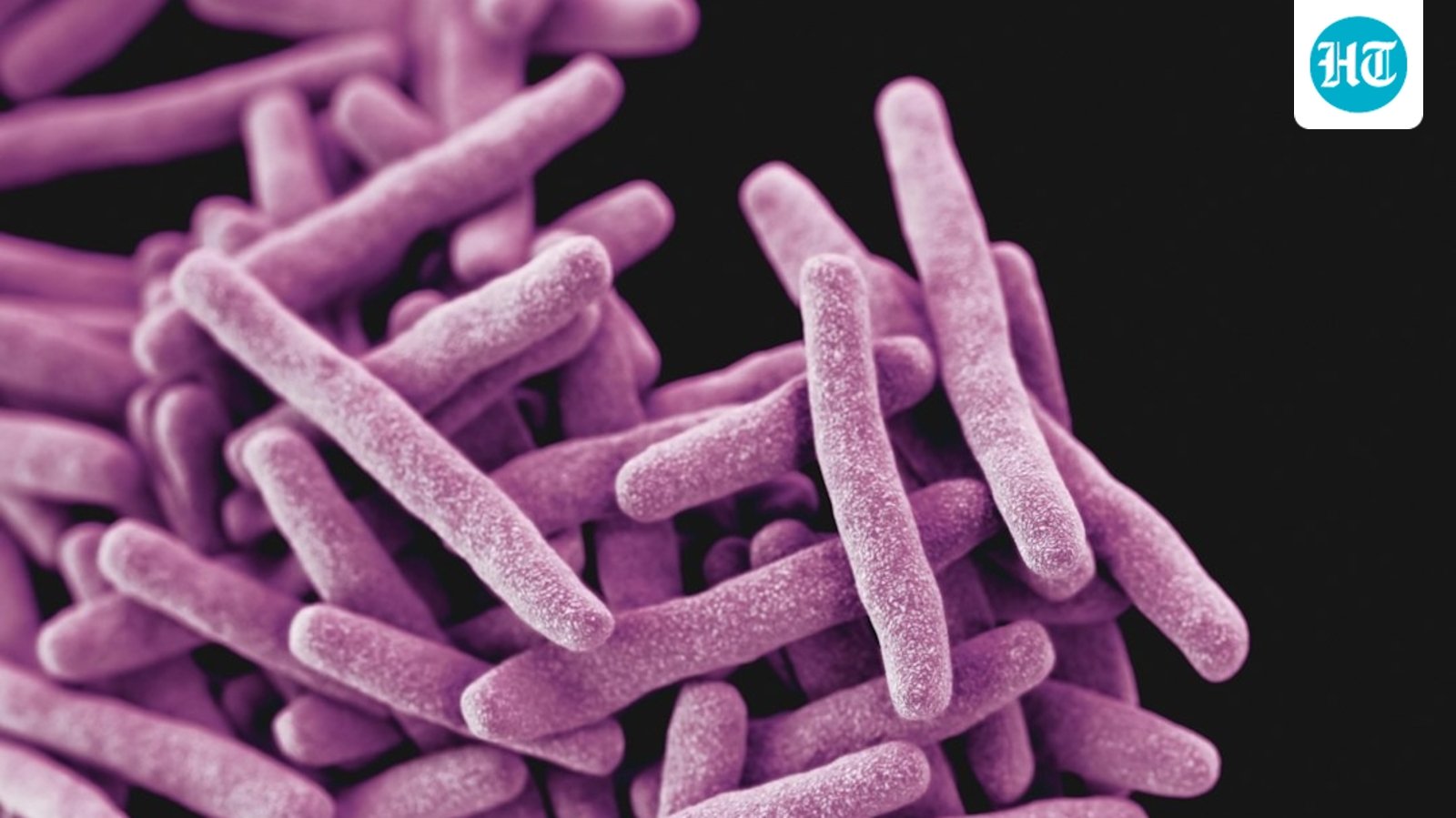 What caused Heavenly Spices Garlic Powder recall? Bacillus cereus contamination explained