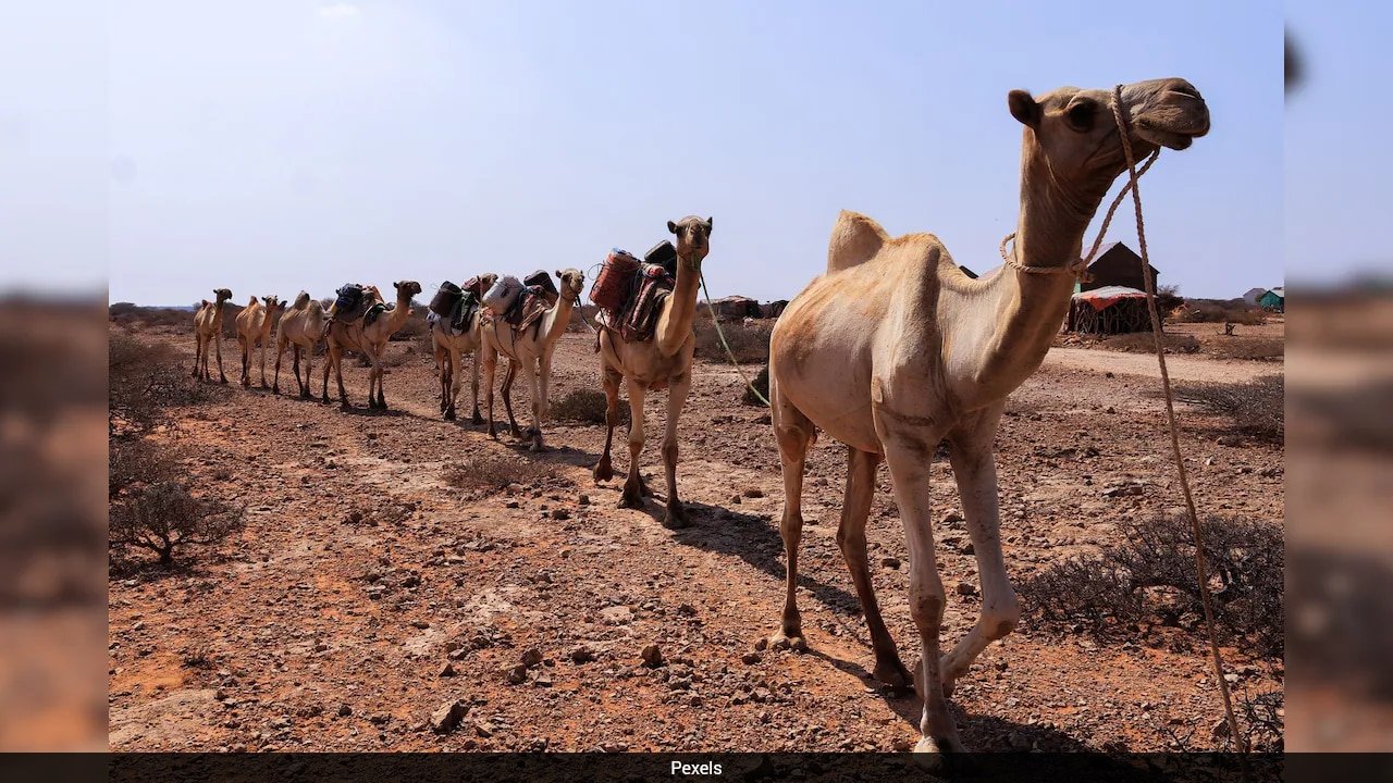 "Blisters On Camels' Feet": Even The 'Ships Of The Desert' Can't Escape Extreme Heat