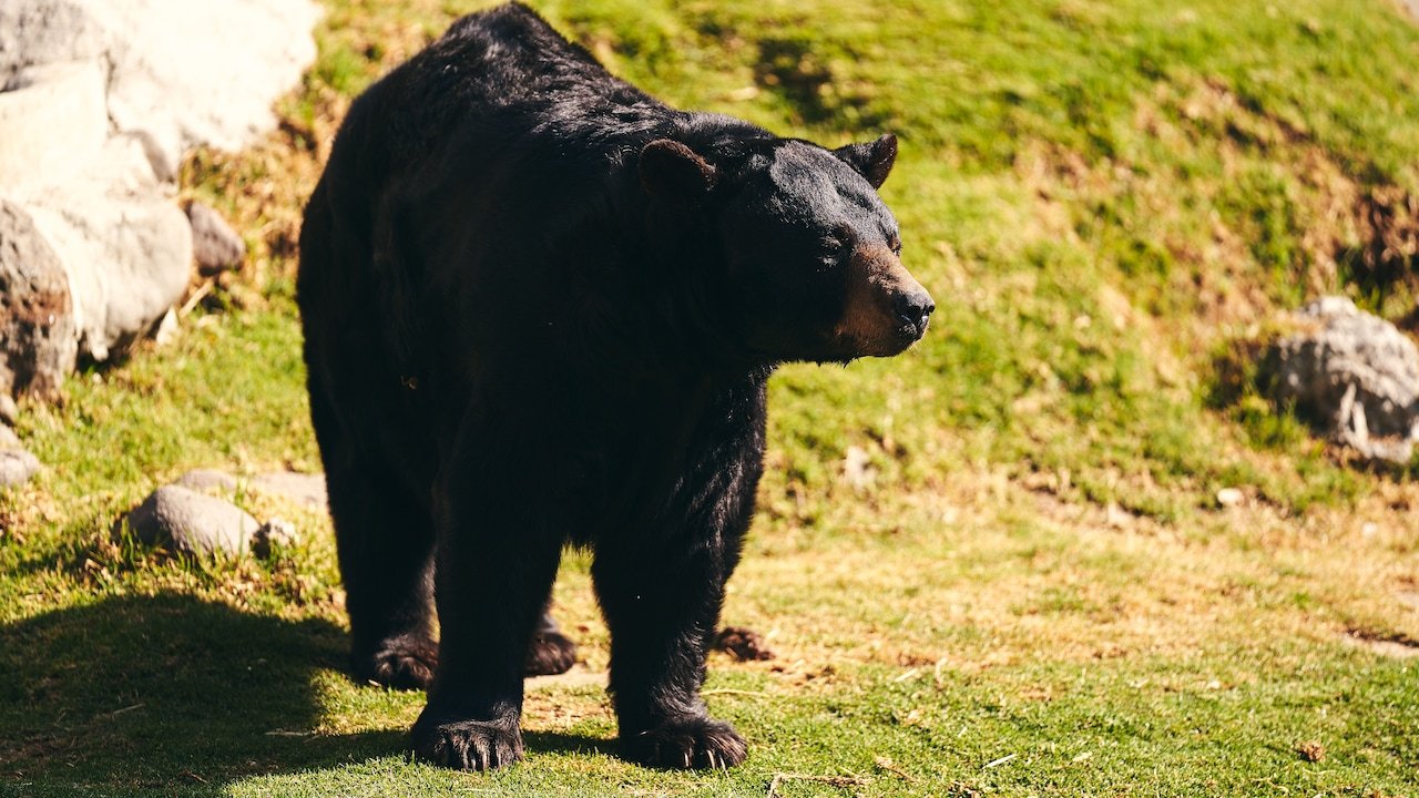 Colorado Residents Shocked To Find Black Bear Honking SUV Horn Overnight