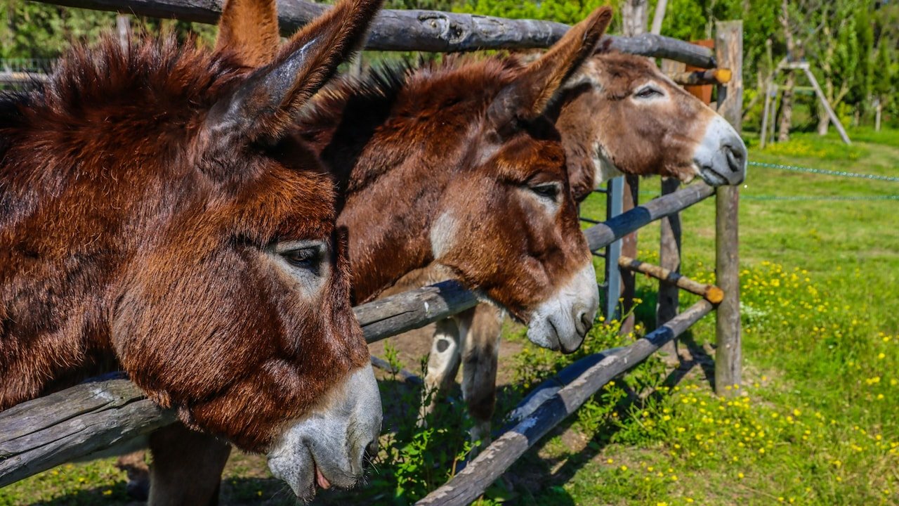 Eating Fire For Breakfast: Hungry Donkeys Turn Firefighters In Spain