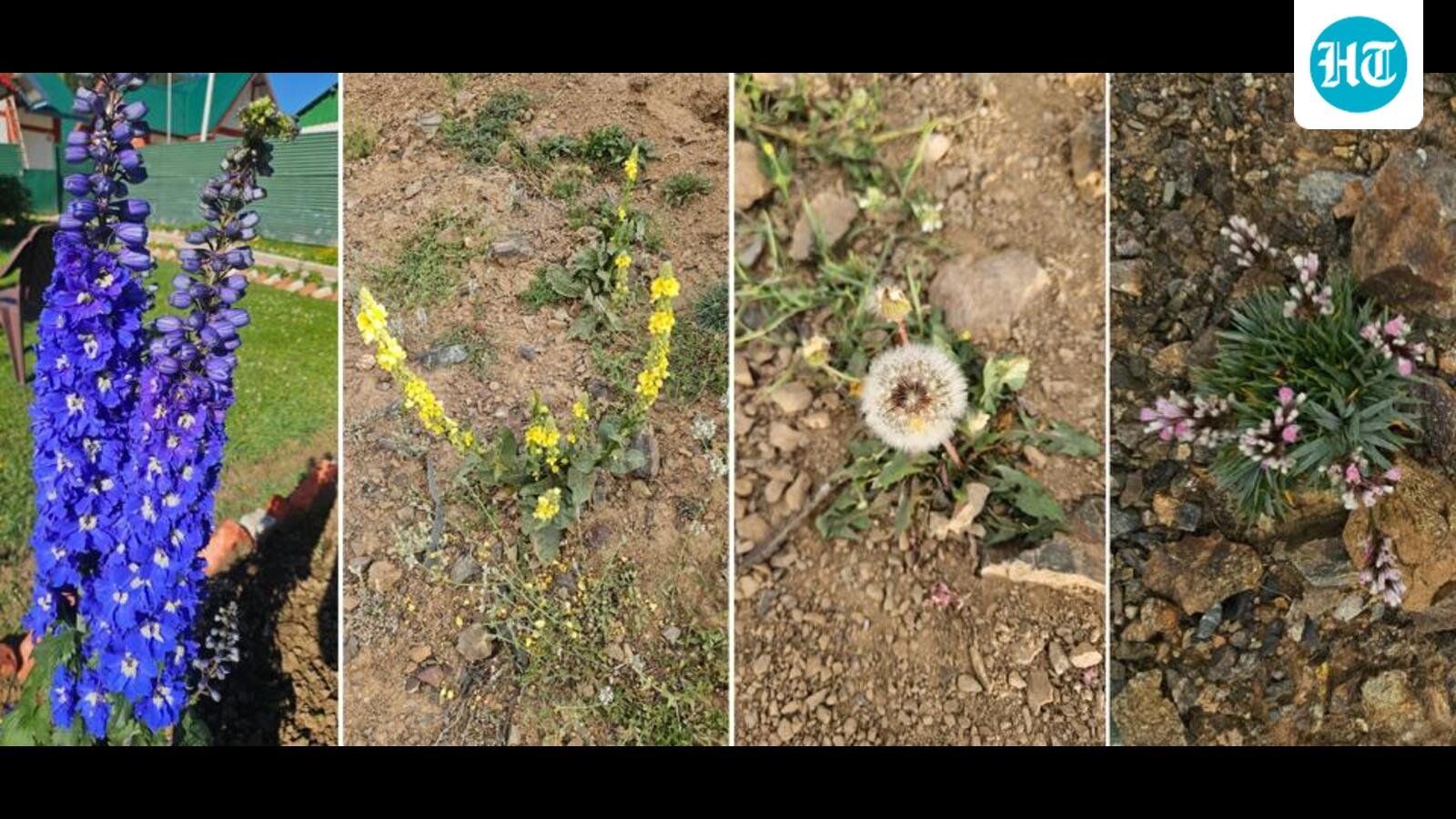 Wildbuzz | Yeh dil maange more phool