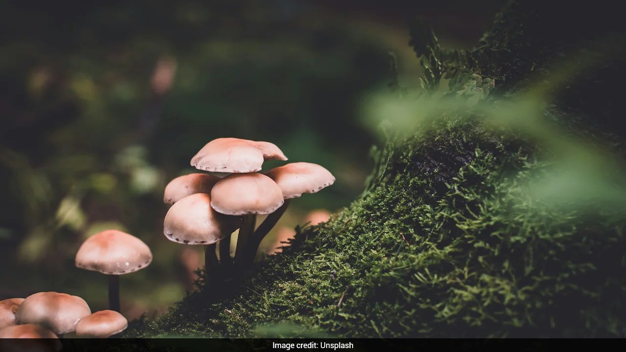 13 Children Found In 'Zombie' State After Eating 'Mushroom-Laced Edibles' At Camp In New Jersey