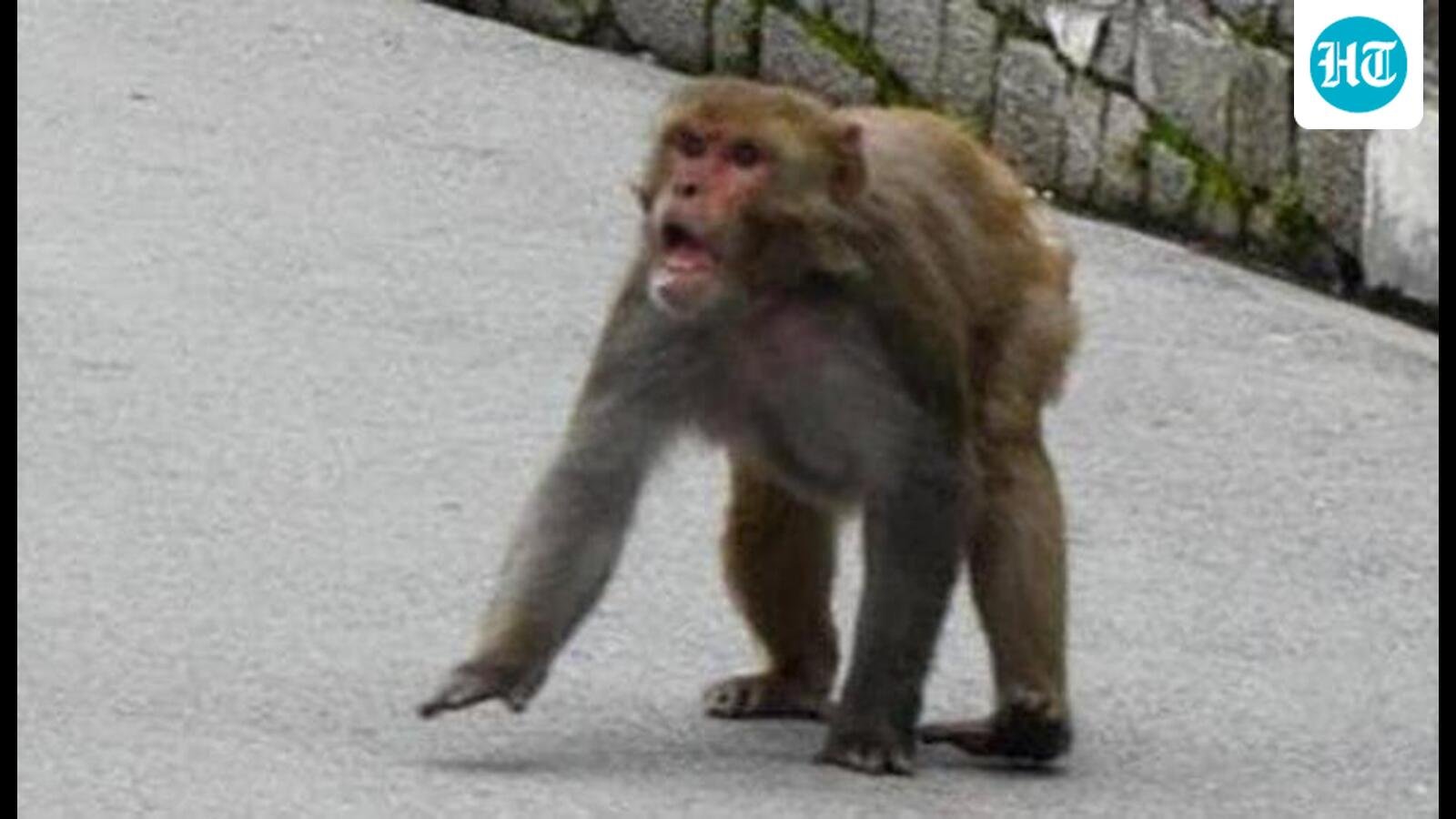 Tourist rushed by e-rickshaw after monkey bite at Taj Mahal, ambulance delay probed