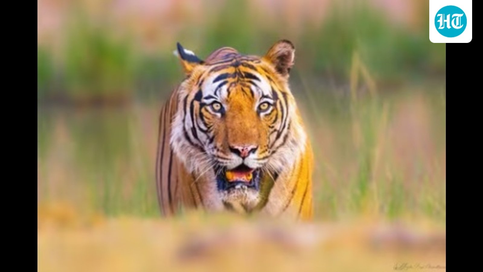 DTR quadrennial tiger estimation: Camera-trapping of big cats ends; 1,50,000 images sent to WII for analysis