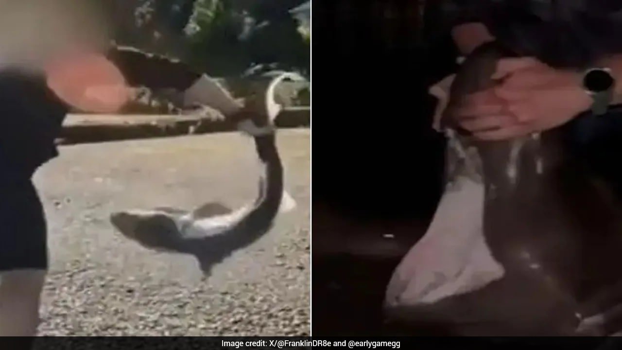 US Man Accused Of Illegally Catching Sharks, Filming Himself 'Wrestling' Them