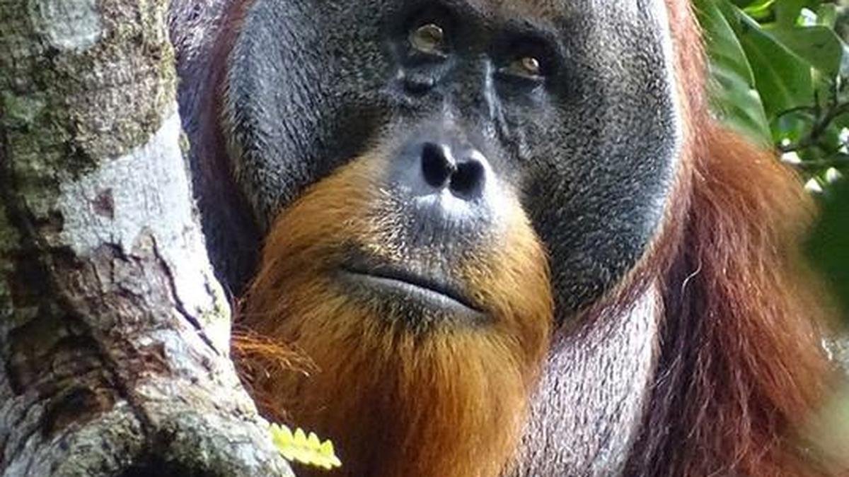 Zoopharmacognosy — when animals medicate themselves