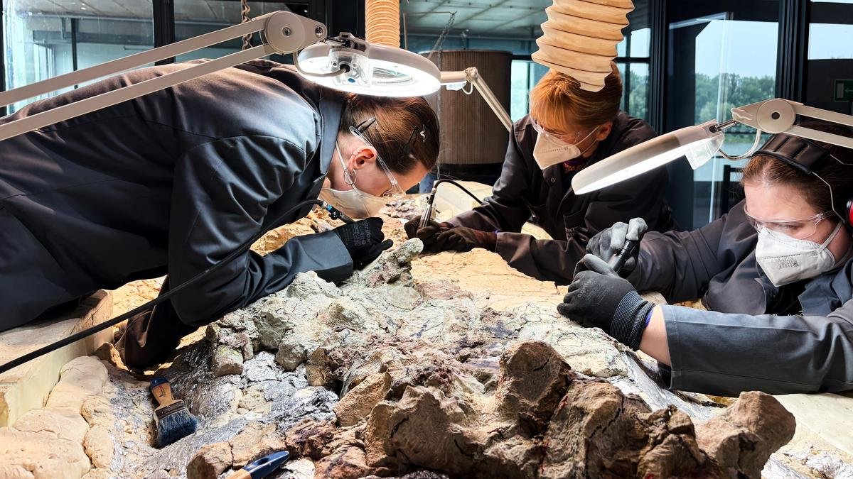 2,000 volunteers join a painstaking effort to restore massive skeleton of prehistoric predator