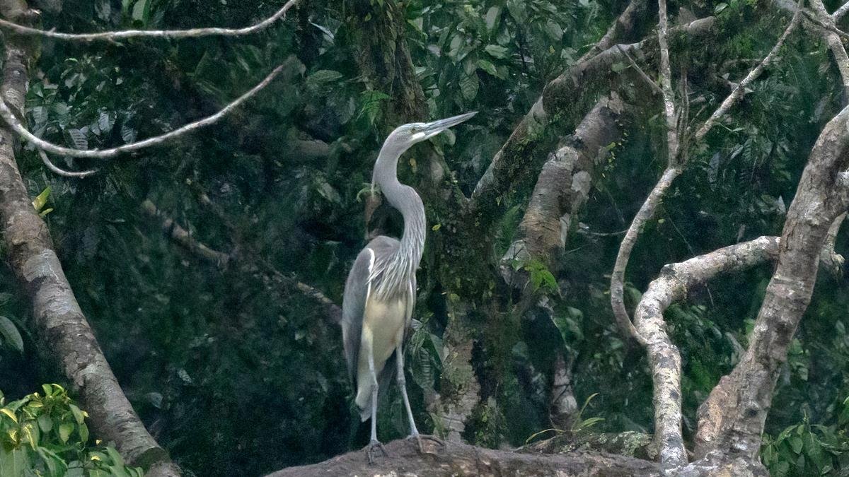 India’s rarest heron faces a silent end as new dam ignores its home