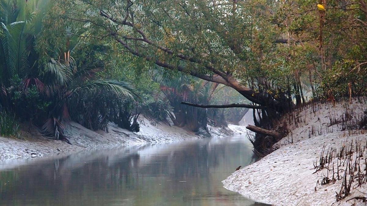 As BSF mulls 90-km Sundarbans fence, security clashes with ecology