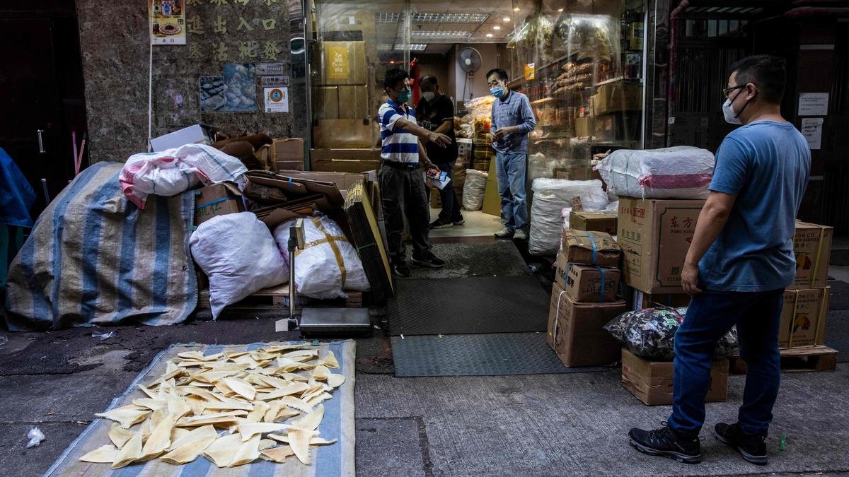 'Cruel, wasteful': Dakar port a hotspot for illegal shark fins