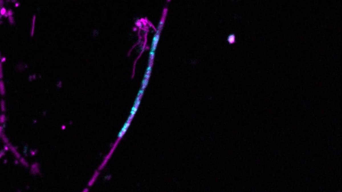 Why scientists watched a gene hop from a predator into its prey