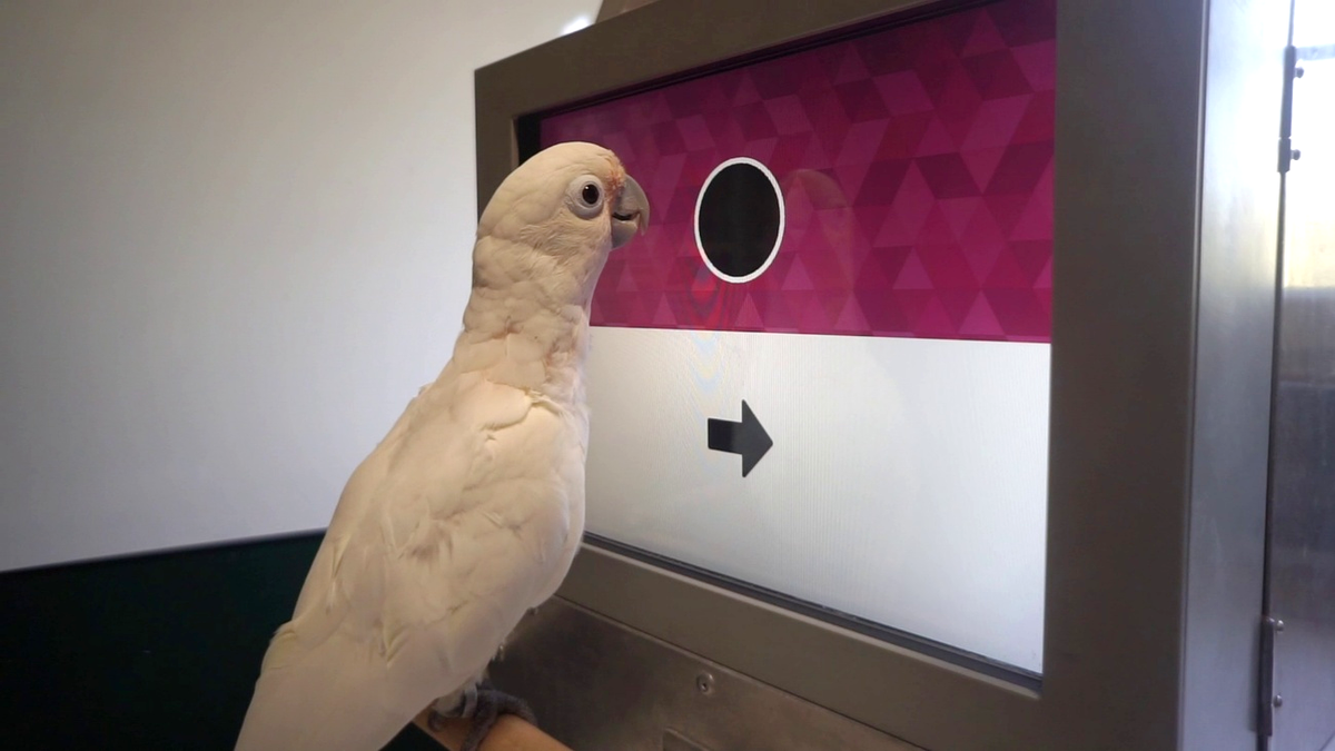 Do animals understand death? Scientists are asking cockatoos for answers