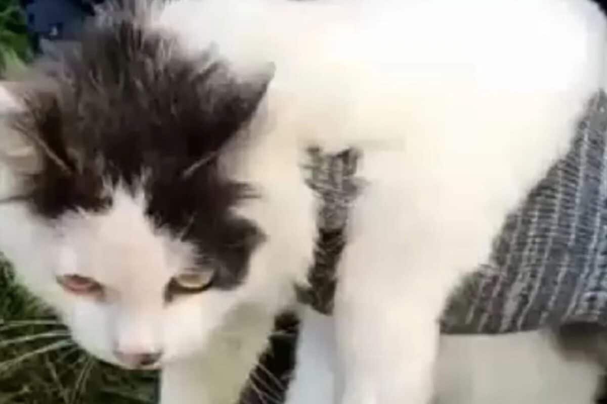 Not Your Average Cat Burglar: Russian Cops Catch Feline Carrying Drugs For Inmates; Video Goes Viral