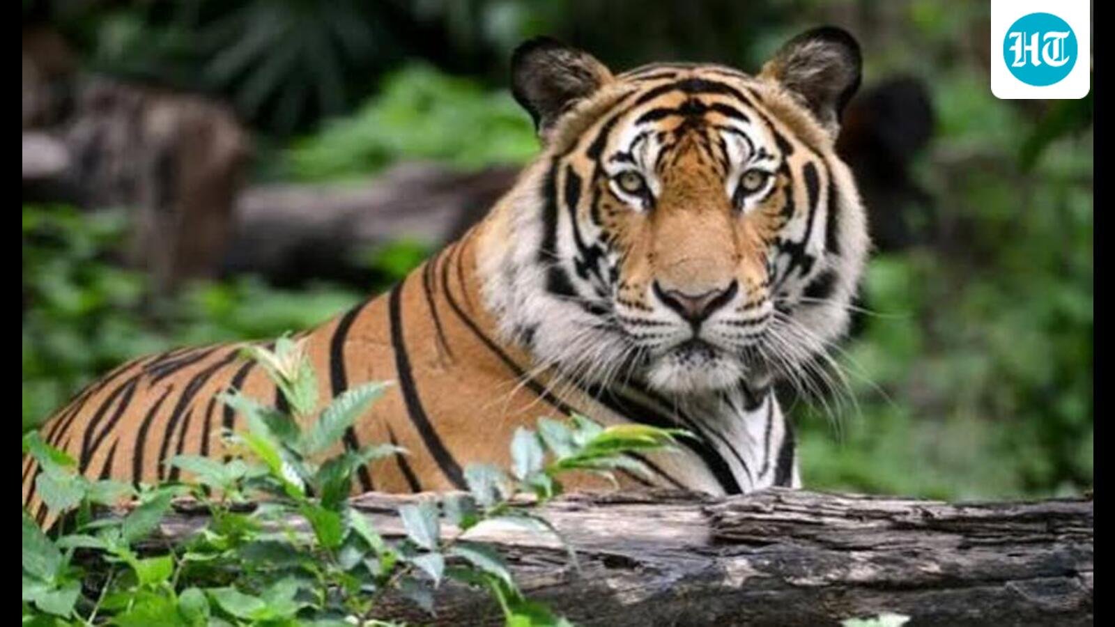International Tiger Day: Big cat numbers continue to rise in UP, says govt