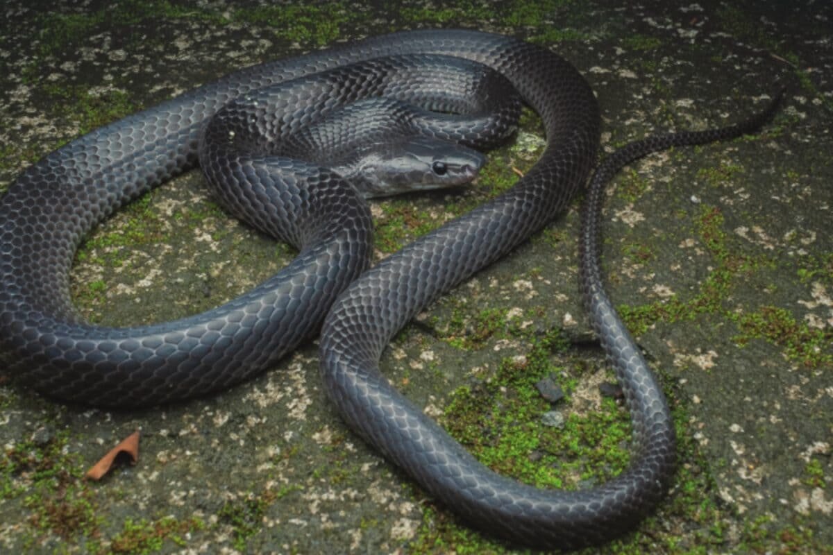 Meet The Wolf Snake Of Great Nicobar: Endangered From Day One, You Won't Find It Anywhere Else On The Planet