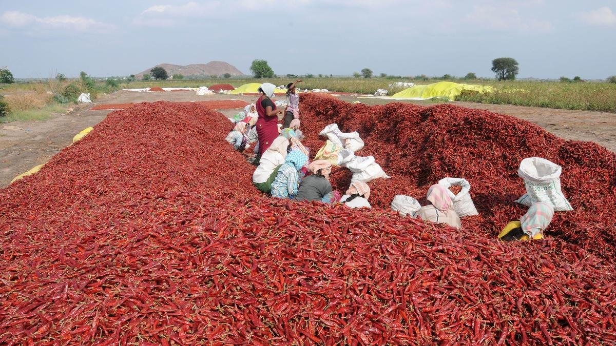Centre urged to strengthen support for Raichur chilli farmers hit by black thrips