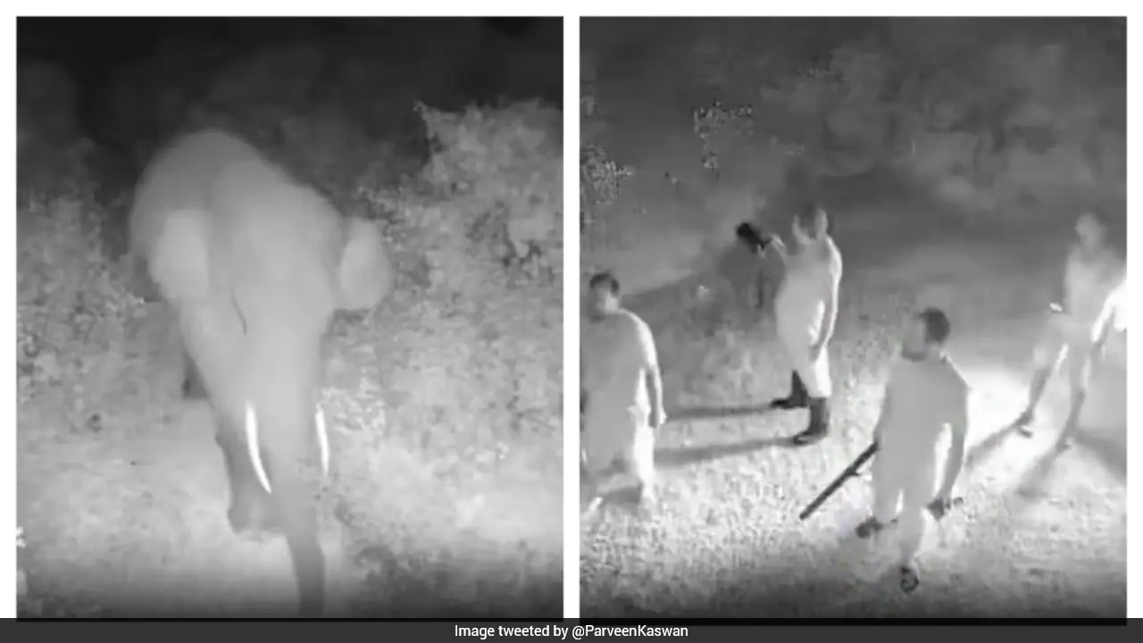 IFS Officer's Video Shows How AI Alert Helped Stop Elephant Herd From Entering Village