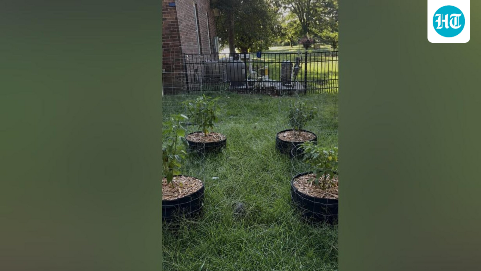 Think you have sharp eyesight? Spot the hidden cat in this garden in under 10 seconds