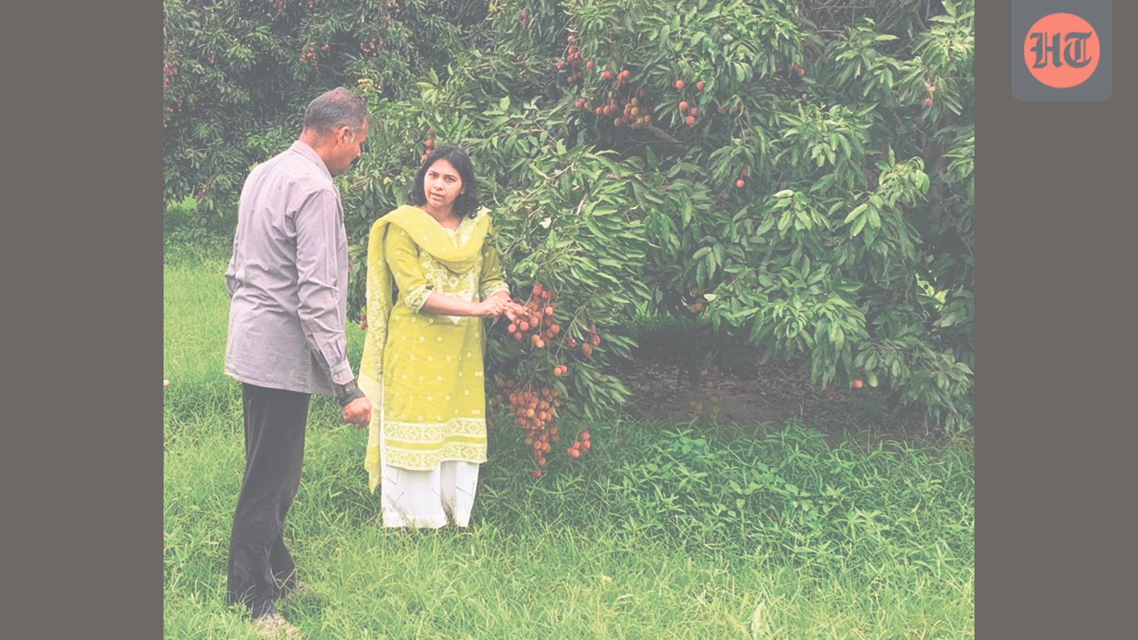 Heatwave discolours Punjab’s litchi boom, halts global exports