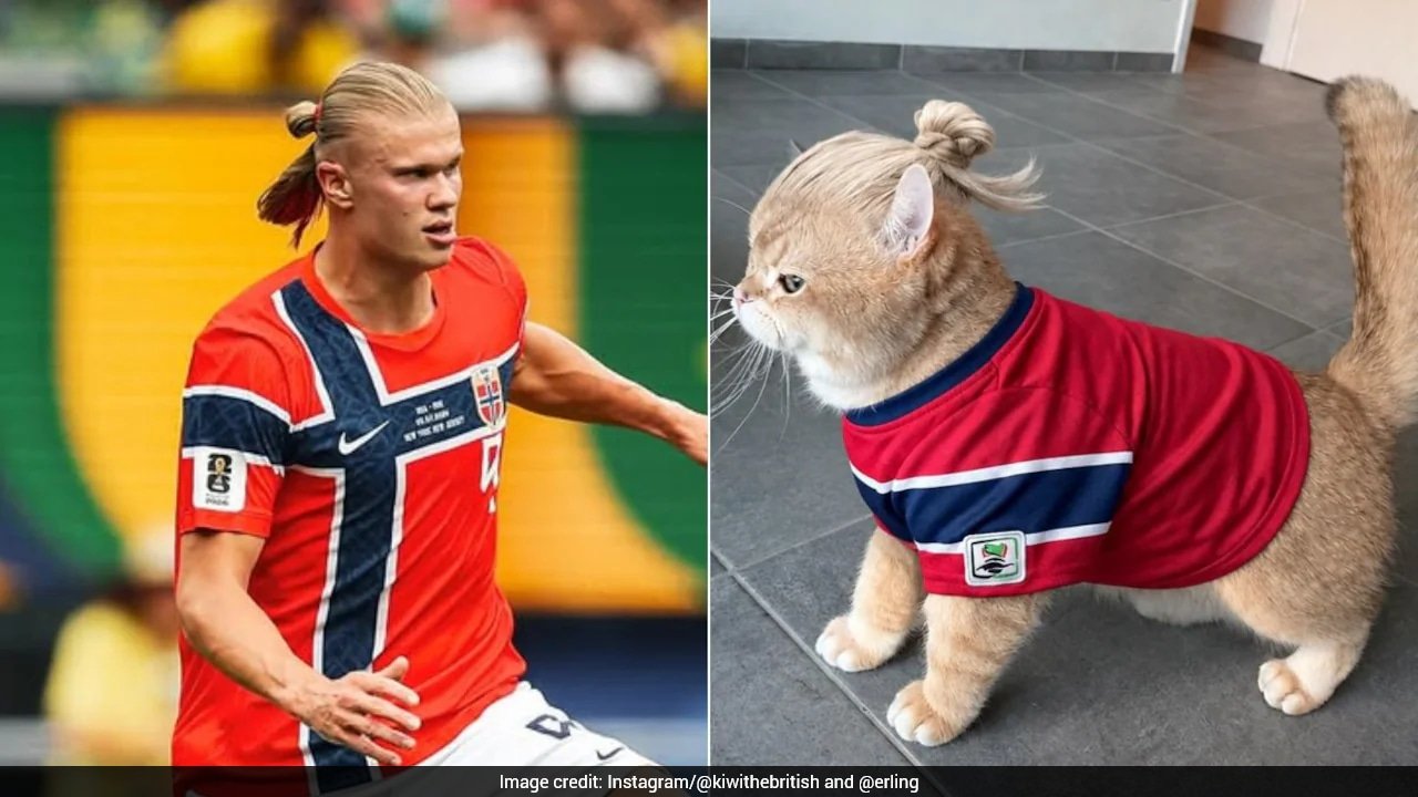 'Meowland': Football Star Erling Haaland Reacts To His Viral Cat Lookalike