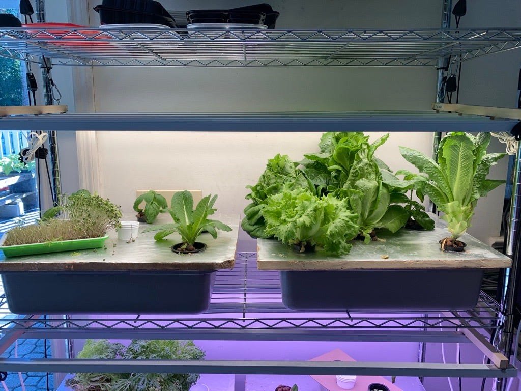 Worried about lettuce amid cyclospora outbreak? How I grow my own