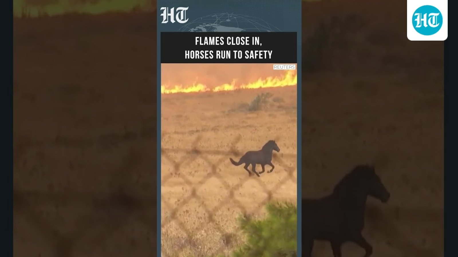 Dramatic Moment Horses Flee Raging Greece Wildfire