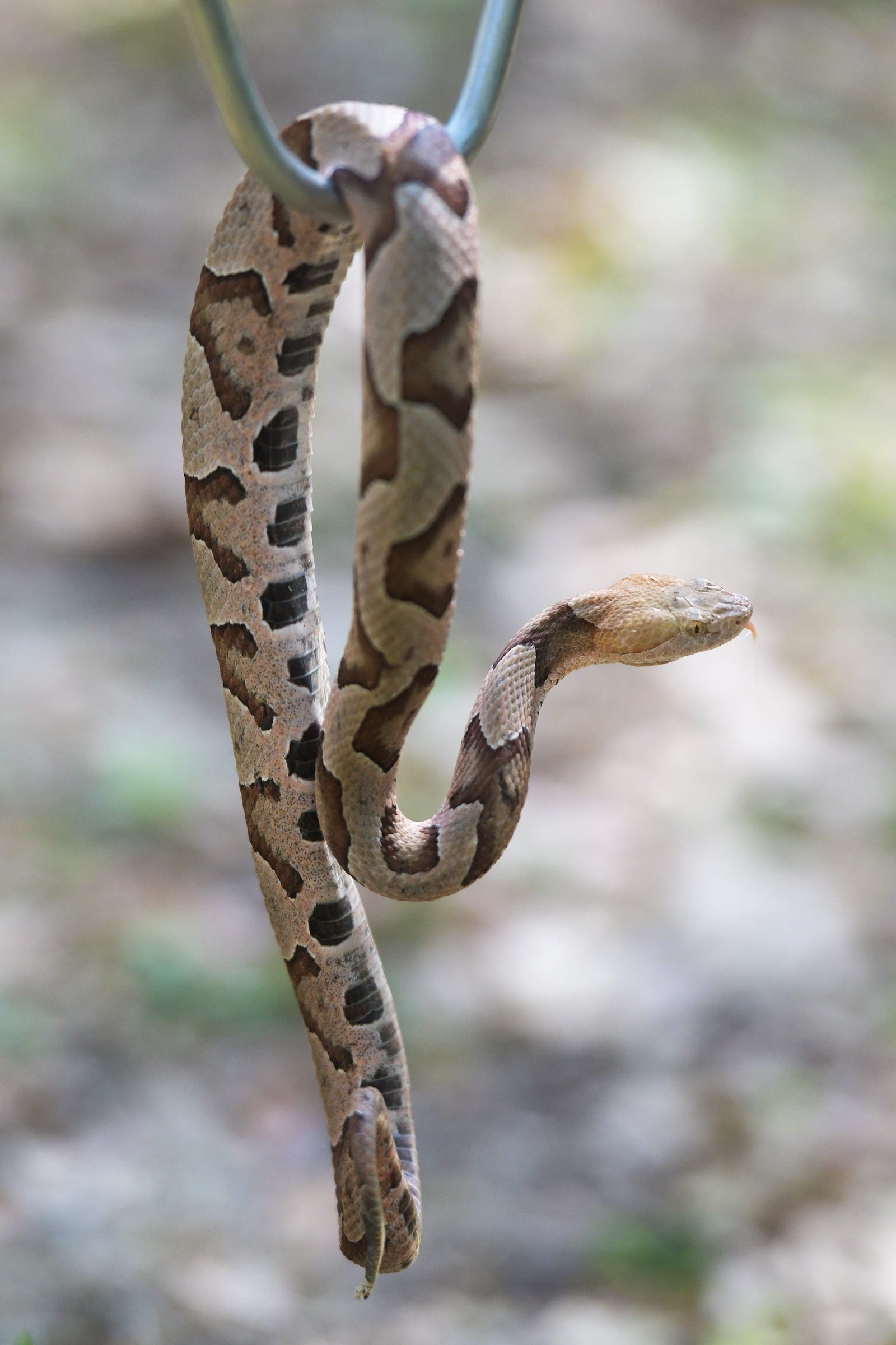 NJ's deadliest animal may surprise you