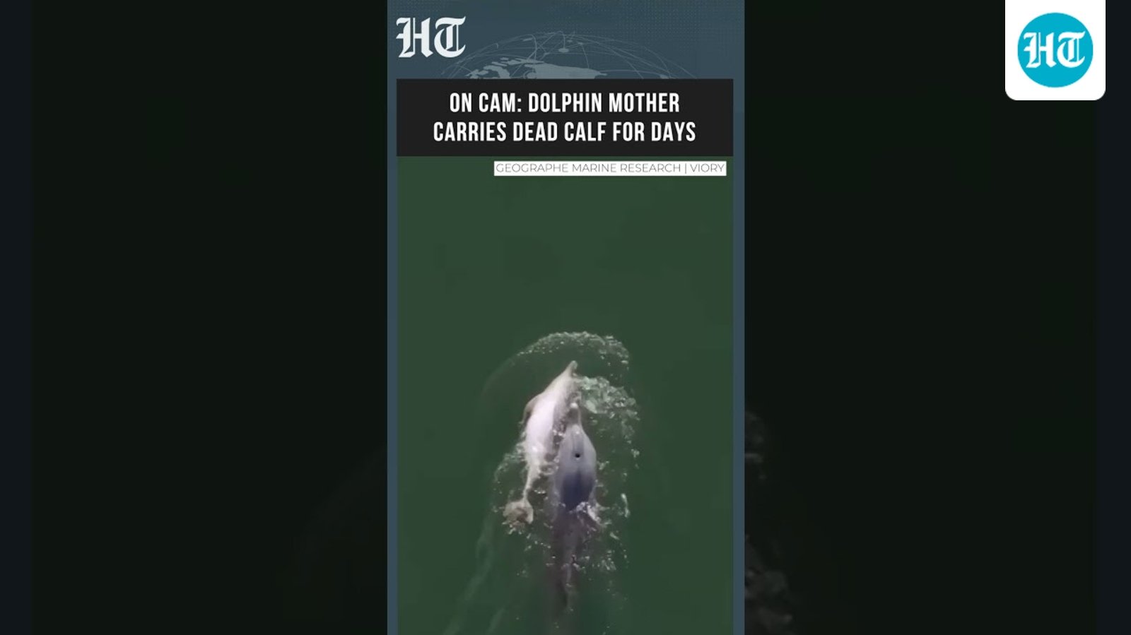 On Cam: Dolphin Mother Carries Dead Calf For Days In Heartbreaking Display Of Grief