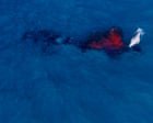 Rare moment humpback whale gives birth captured by drone off Australian coast – video