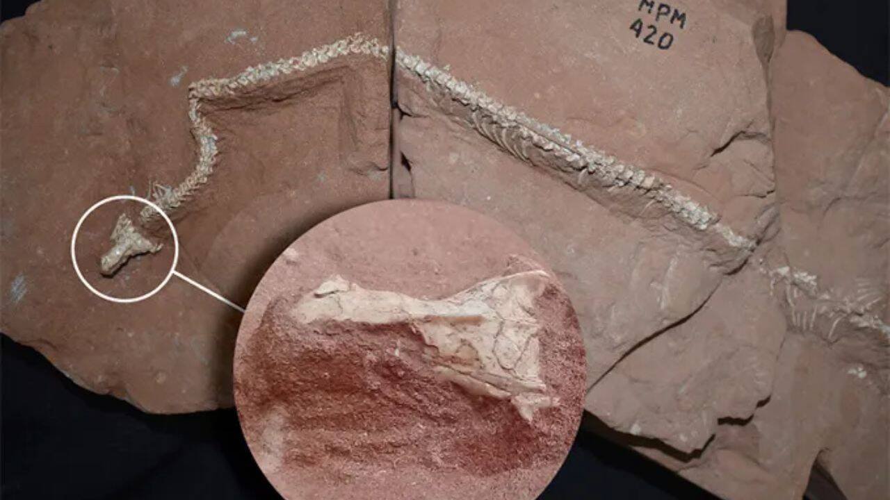 80-million-year-old snake skull discovery in Brazil proves that ancient snakes conquered the three worlds at once