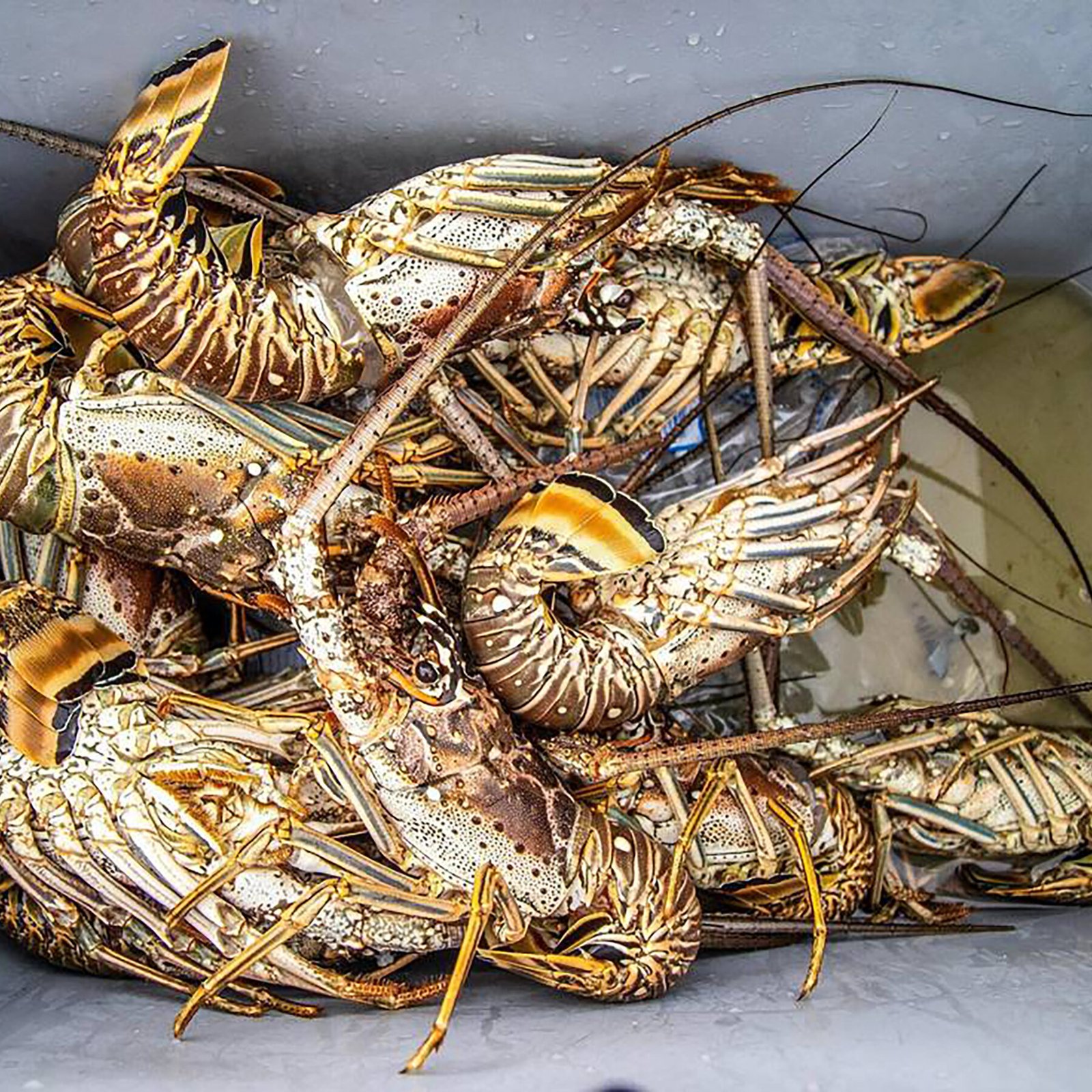 Florida Man Cut Diver’s Air in Miami Lobster Dispute, Authorities Say