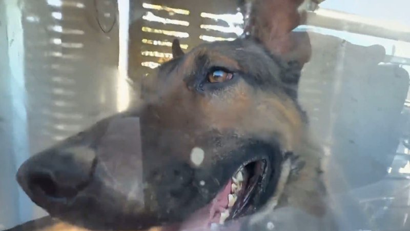 Man dead after suspected dog attack in Sydney’s south-west