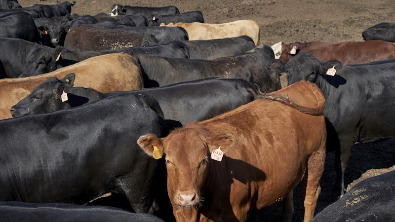 Indonesian wealth fund takes $3.6b stake in Australian meat giant JBS