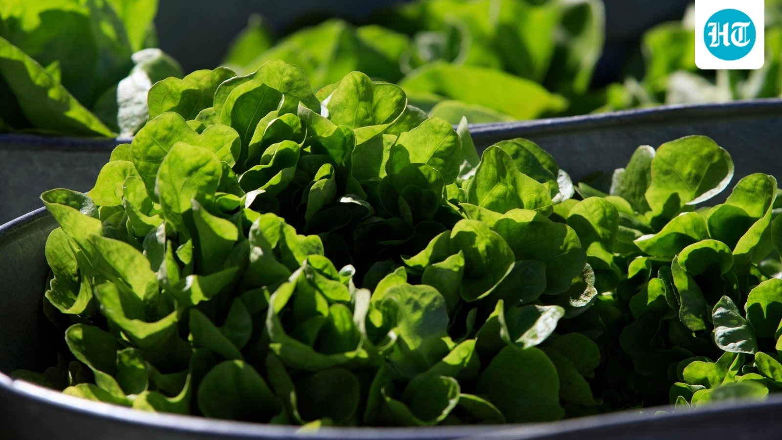 A lettuce that makes meat protein: The science behind engineering plants to grow an animal molecule & why it matters
