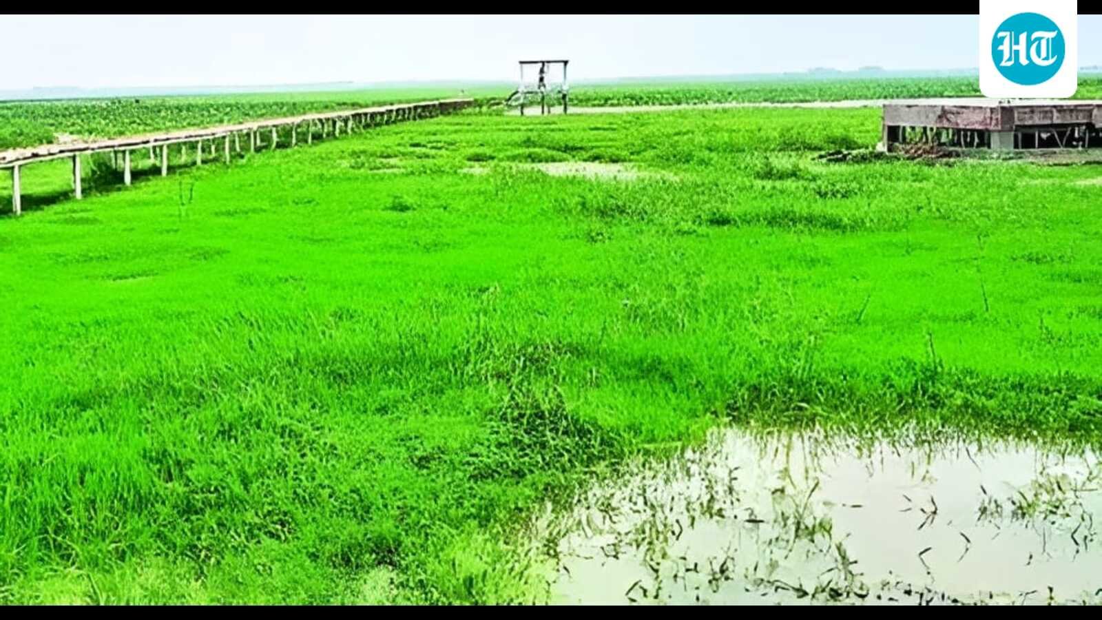 Kaushambi’s Alwara Lake set for Ramsar tag, to gain global recognition