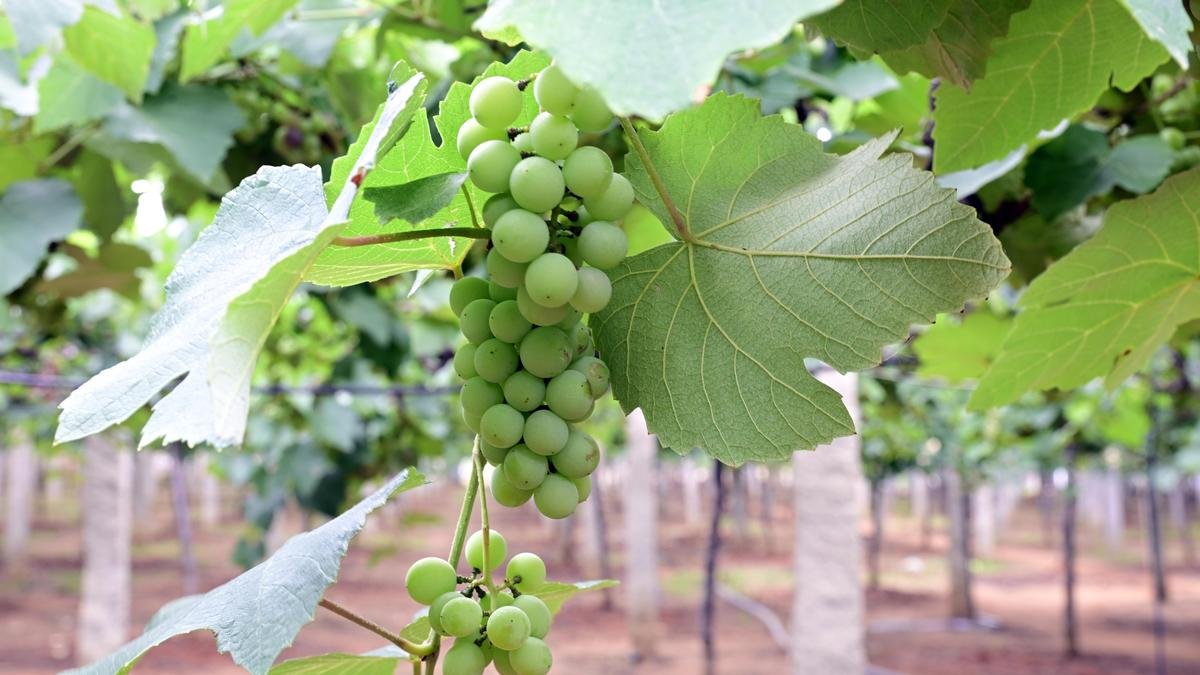 Where have Bengaluru’s signature fruits gone?