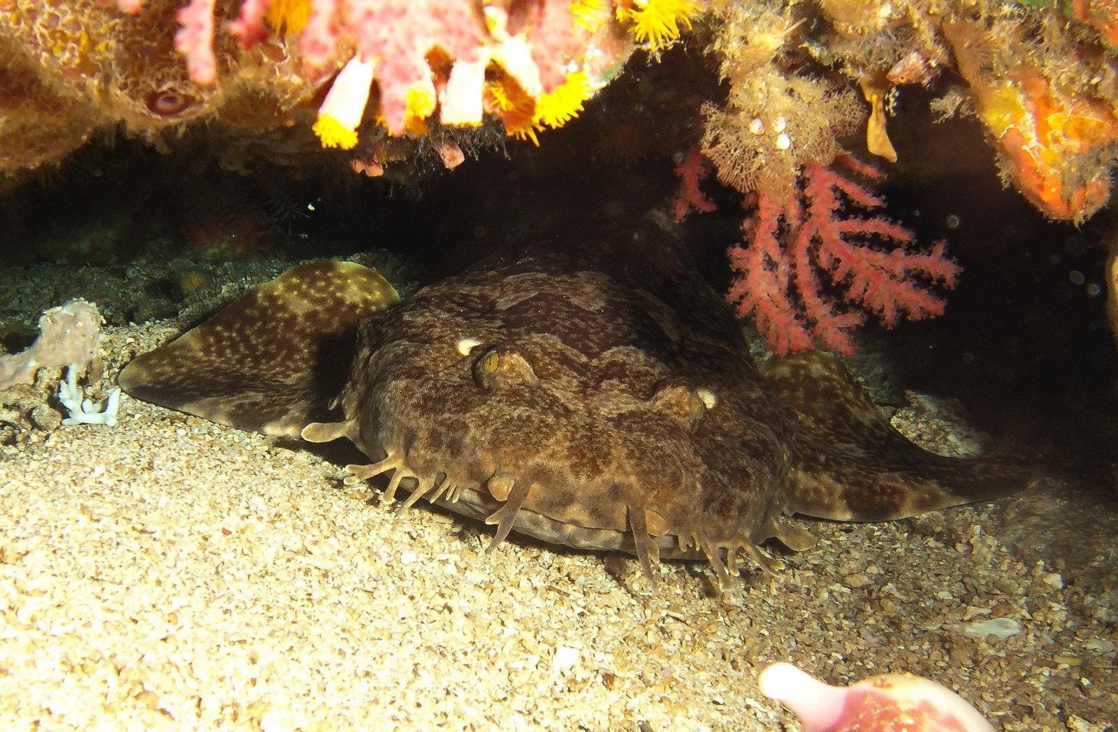 New Science Maps Asia’s Shark And Ray Hotspots And Exposes Major Conservation Gaps