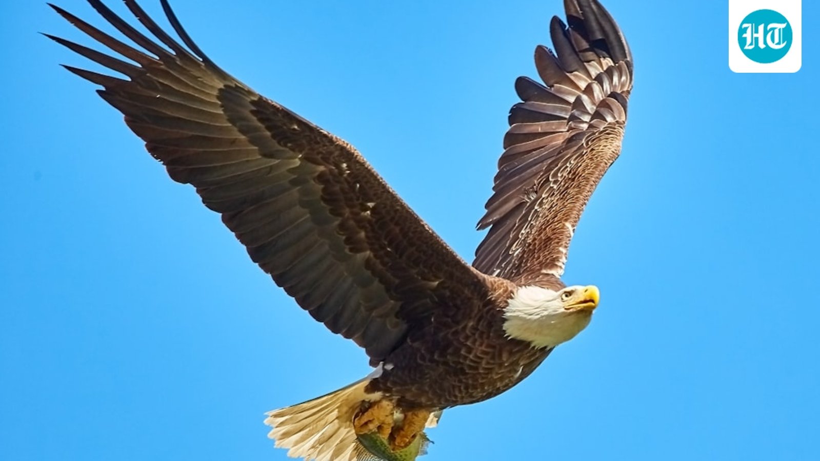 Jackie the bald eagle update: Big Bear eagle suffers health setback; Ojai center says, 'We wish we had better news'