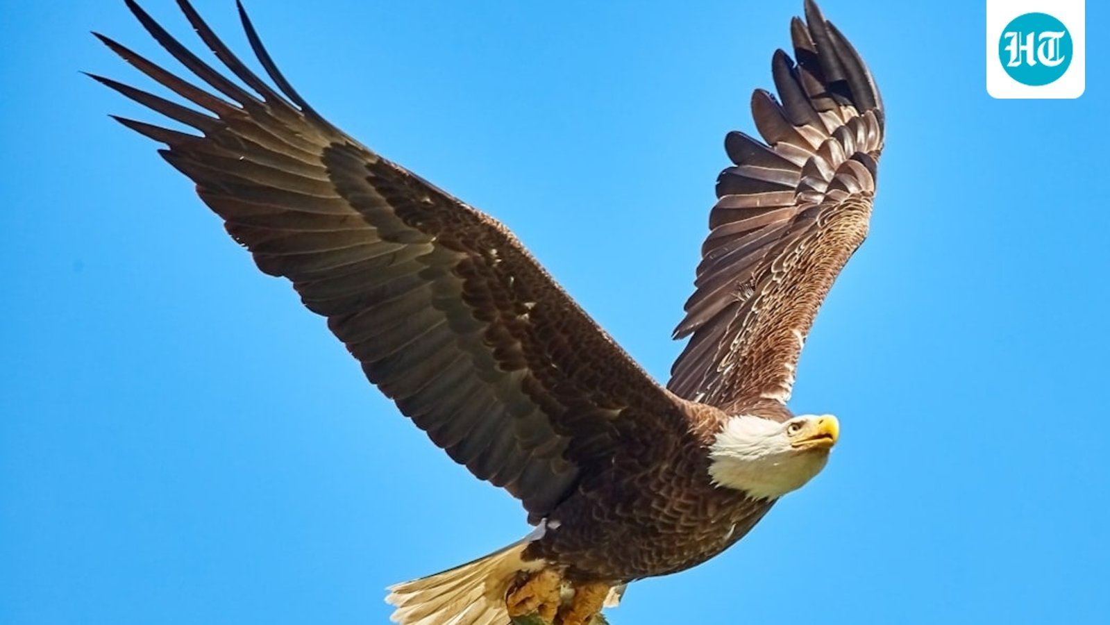 How old is Shadow the bald eagle and where is he now? Details as mate Jackie dies at 14