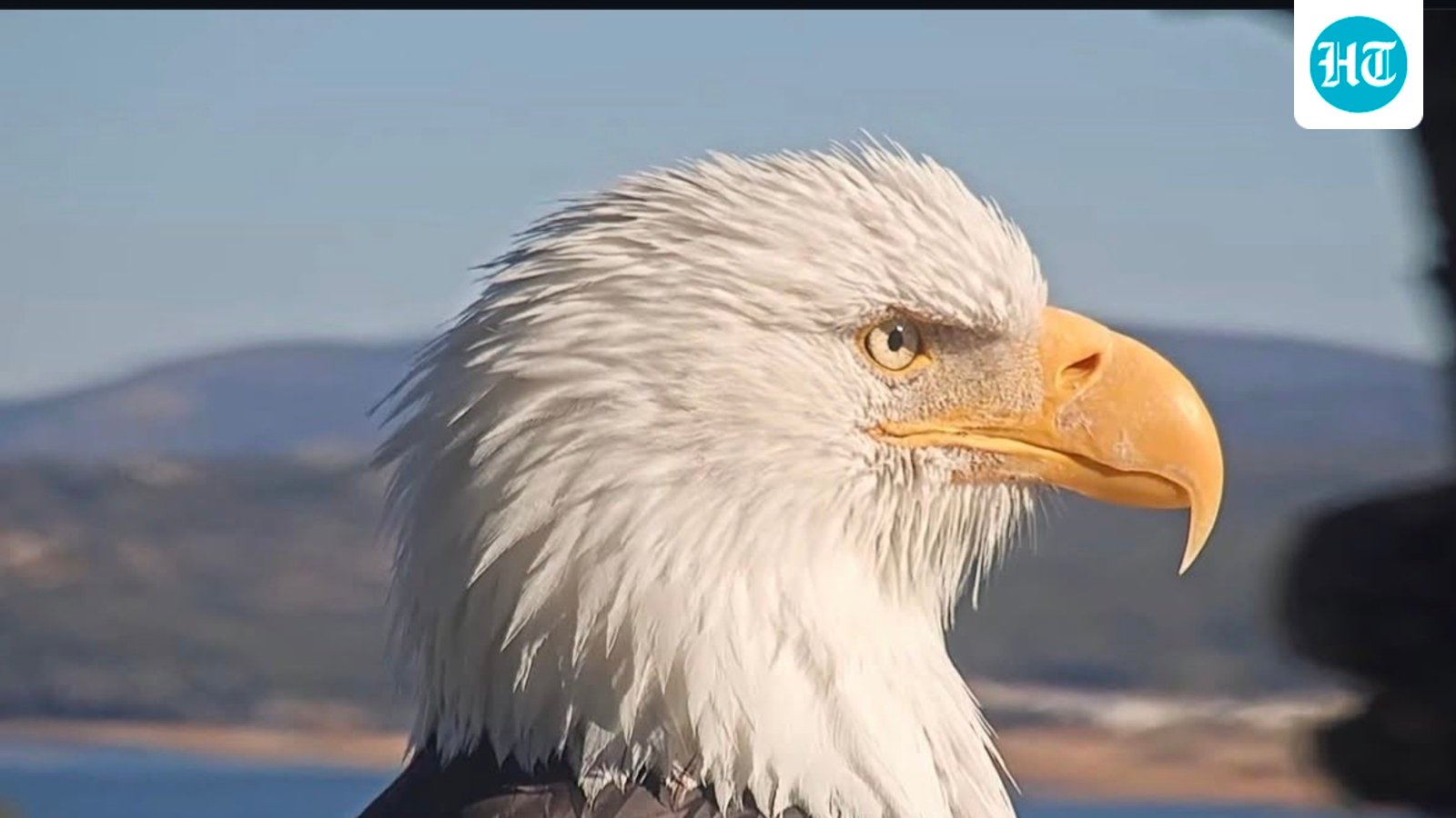 Jackie the eagle cause of death: How did the beloved Big Bear eagle die? What authorities revealed