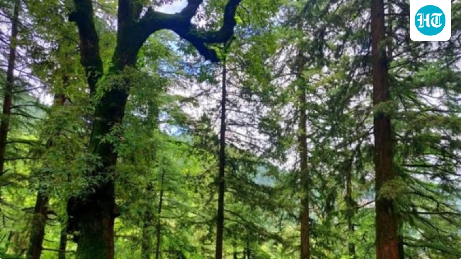 Carbon absorption app: LDA to digitally track ‘activity of trees’; eyes carbon credits