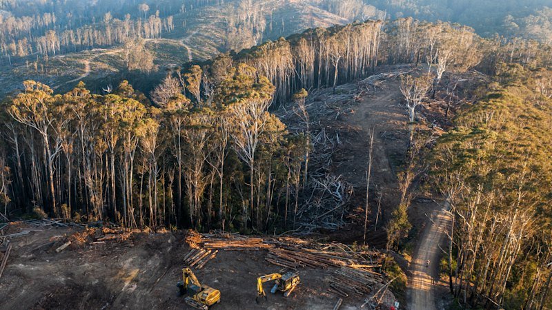 Native forest carbon credits aren’t counting real climate benefits