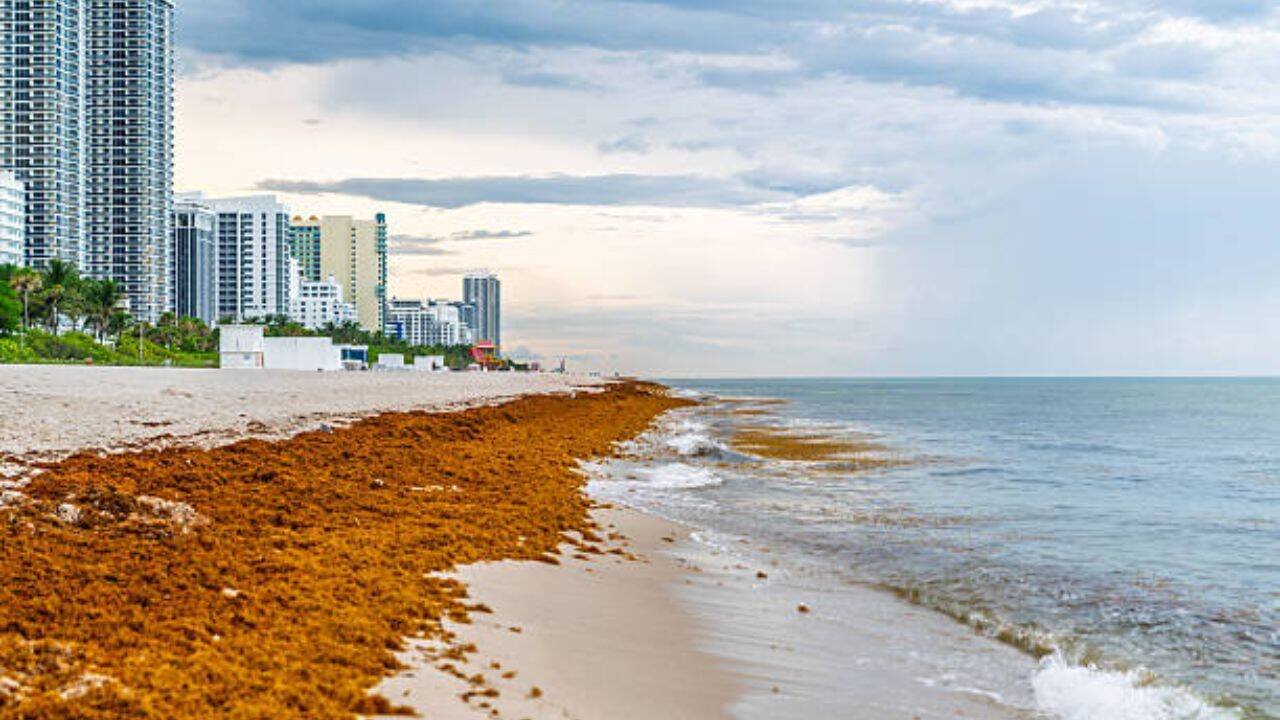 Mexico cleaned 100K+ tons of sargassum in 2026, but the seaweed crisis is now threatening its tourism