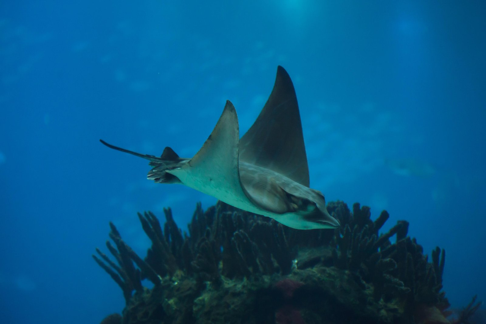 Mysterious Eagle Ray Dental Plates Found In Venezuela