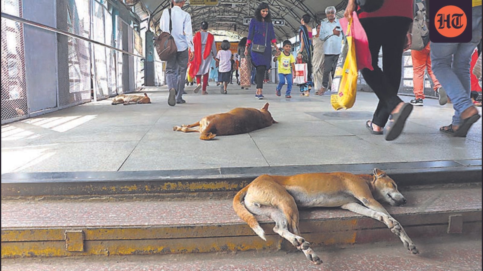 WR appoints nodal officers to keep railway stations free of stray dogs