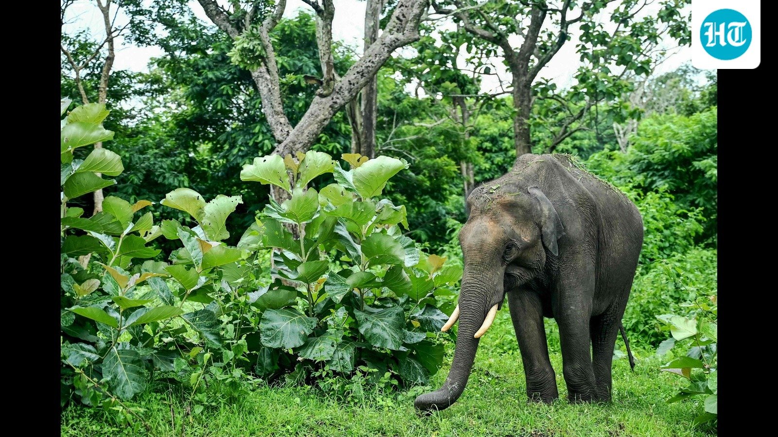 Human-elephant conflict logs more deaths in southern India